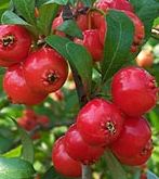 Mayhaw Berries
